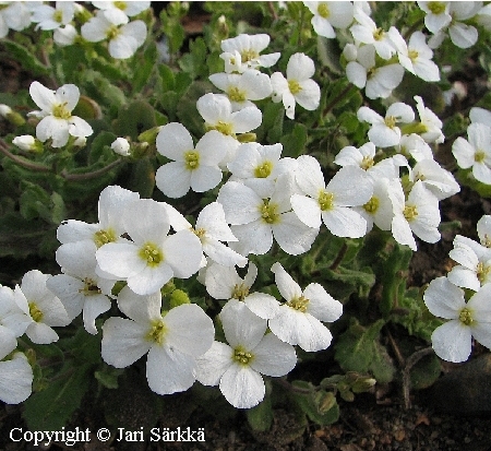 Arabis caucasica